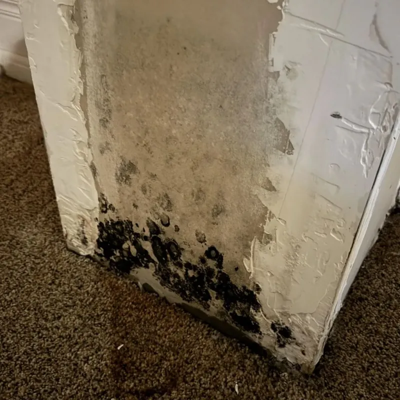 Professional Mold Removal in Shenandoah, TX